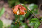 Carolina lily